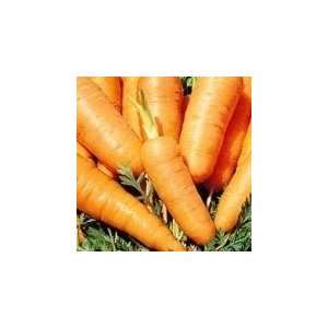  Danvers Half Long Carrot   500 Seeds: Patio, Lawn & Garden