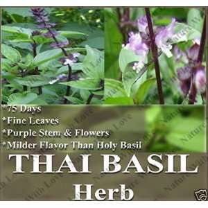  1,000 Basil seeds ~ THAI THAILAND SPICY BASIL fine green 