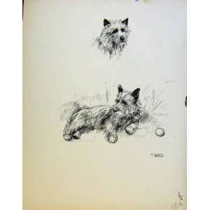  Pencil Sketch Tired Dogs Dog Drawing By Barker Print