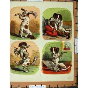   C1950 Nursery Rhyme Colour Plate Dogs Cat Tricks Music: Home & Kitchen