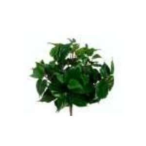    Resistant Philodendron Bush x7 Green (Pack of 12): Home & Kitchen