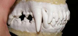 Grey wolf jaws teeth cast taxidermy  