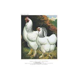 American Light Brahmas Finest LAMINATED Print Cassells poultry book 