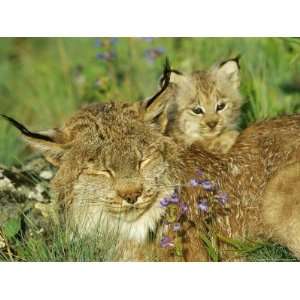  Mother Canadian Lynx Rests as Her Young Looks Around 