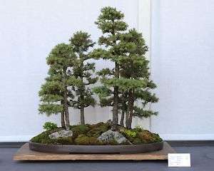 White Spruce, Picea glauca, Hardy! Bonsai! Tree Seeds  