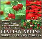 alpine strawberry seeds  
