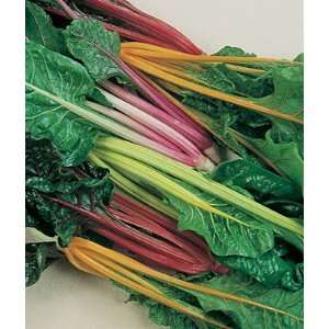  Swiss Chard, Five Color Silverbeet 1 Pkt.(125 Seeds 