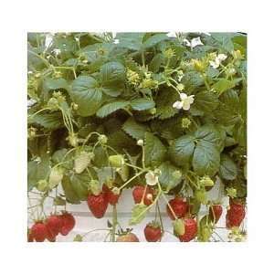   Strawberry Patio Temptation 25 Seeds Super Sweet: Patio, Lawn & Garden