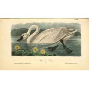  Reproduction   John James Audubon   32 x 18 inches   American Swan