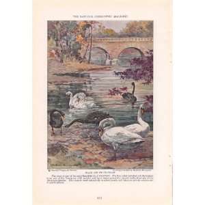  1930 Black Swan White Swan   Hashime Murayama Vintage Bird 