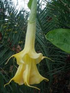 Assorted Brugmansia Seeds  