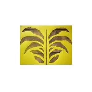  *Sunnys 00029 17 X 17 Palm Stencil Arts, Crafts 