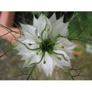   (Fennel Flower) Nigella Damascena Flower Seeds Patio, Lawn & Garden