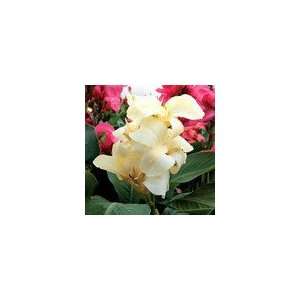  Canna Tropical White Seeds: Patio, Lawn & Garden