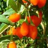   BERRY ~Delicios Fruit w/health benefits~ 20 seeds+ Fresh 2011  