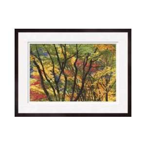  Fall Foliage Framed Giclee Print