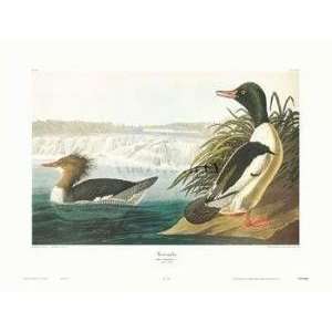  Goosander artist John James Audubon 30x23