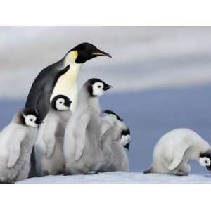 Emperor Penguin (Aptenodytes Forsteri) and Chicks, Snow Hill Island 