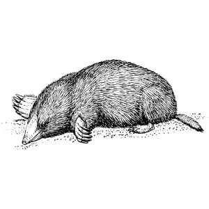  Clear Window Cling 6 inch x 4 inch Line Drawing Mole