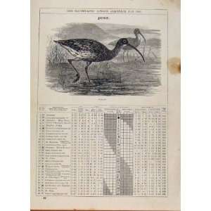   : London Almanack June 1886 Curlew Bird Antique Print: Home & Kitchen