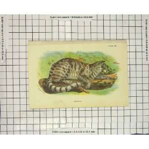    Antique Colour Print Colocolo Wild Cat Animal: Home & Kitchen