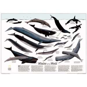  Whales of the World by National Geographic. Size 31.00 X 23.00 Art 