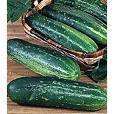 Cucumber, Straight Eight, 50 Fresh Seed L@@K (V0057)  