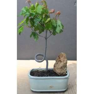 Red Maple Coiled Bonsai Tree by Sheryls Shop  Grocery 