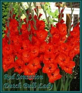40 Gladiolus Corms ***53 Species Inside*** You Pick & Choose 