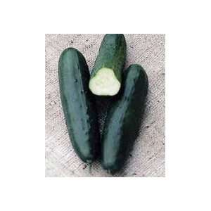  Todds Seeds   cucumbers   Ashley Cucumber Seed, Sold by 