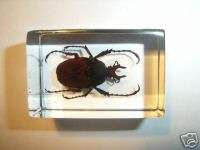 Goliath Scarab Beetle Dicranocephalus wallichi Specimen  