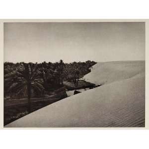  1929 Sand Dune Palms Gedida Dakhla Oasis Dachle Egypt 