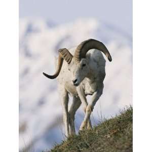  Dalls Sheep, Ram, Denali National Park, Alaska Stretched 