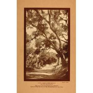  1911 Print California Santa Barbara Live Oak Hope Ranch 