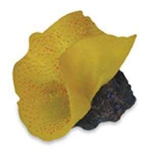  Seagarden Elephant Ear Mushroom Yellow