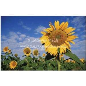  Sunflower Fields Unframed Print 