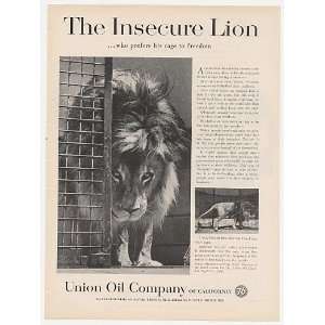  1959 Insecure Lion Prefers Cage Union 76 Oil Co Print Ad 