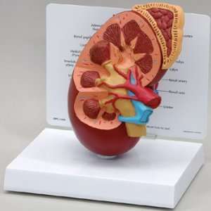  Human Kidney Model Industrial & Scientific