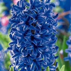  Hyacinth Bulbs Blue Jacket Patio, Lawn & Garden