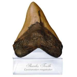  Megalodon Tooth: Toys & Games