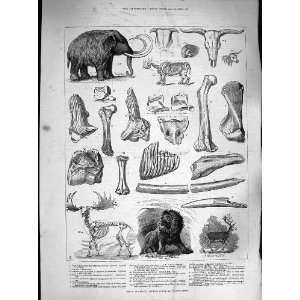   1883 BONES EXTINCT ANIMALS CHARING CROSS WOOLY MAMMOTH