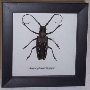  Butterflies By God   Long Horn Beetle In A Black Shadowbox 