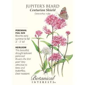  Jupiters Beard Heirloom Seeds 65 Seeds Patio, Lawn 