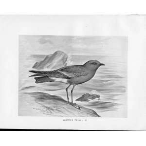  Birds Frohawk Drawings Antique Print WilsonS Petrel