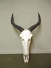 African horns, Mounts items in Big Sky Antlers 