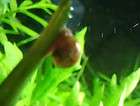 Ramshorn Snails 12+ Live Aquarium Snail Various Sizes Algae Eater 