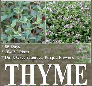 THYME PERENNIAL HERB SEEDS AROMATIC SPICES CULINARY  