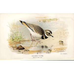  Killdeer Plover Lilfords Birds 1885 97 By A Thorburn
