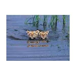Wildlife Posters Tiger Cubs   Swimming   61x86cm 