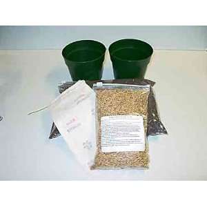  Lucys Special BUCK Oats 1lb seed kit
